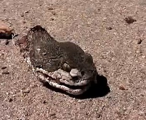 Kafası kopan yılan saldırmaktan vazgeçmiyor