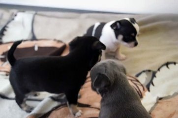 chihuahua chiot losh première sortie en famille hors du parc a naissance !!!!