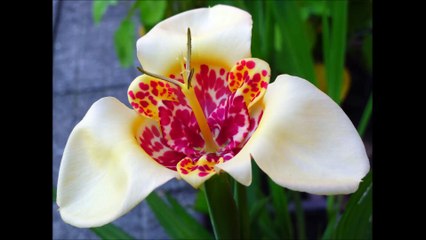 Tigridie v rozkvětu: Václav Kovalčík, léto 2016