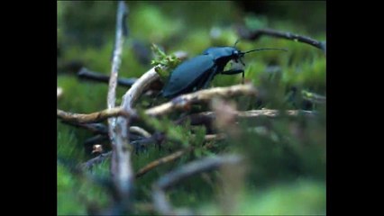 Les Hauts de Hurlevent - VOST