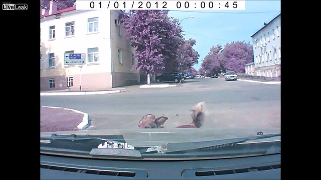 Un chien court à reculons devant une voiture en marche, distrait le conducteur.. Et c'est le drame !