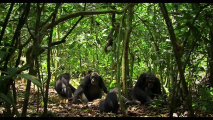 Chimpanzés - Making Of VOST