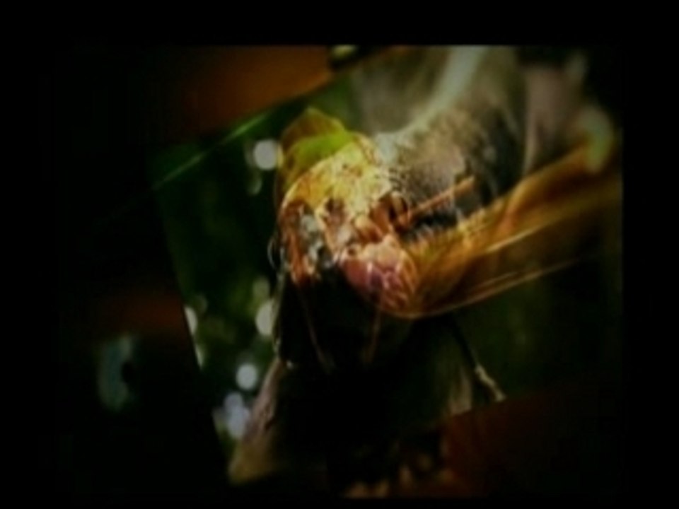 National Geographic Mind Control