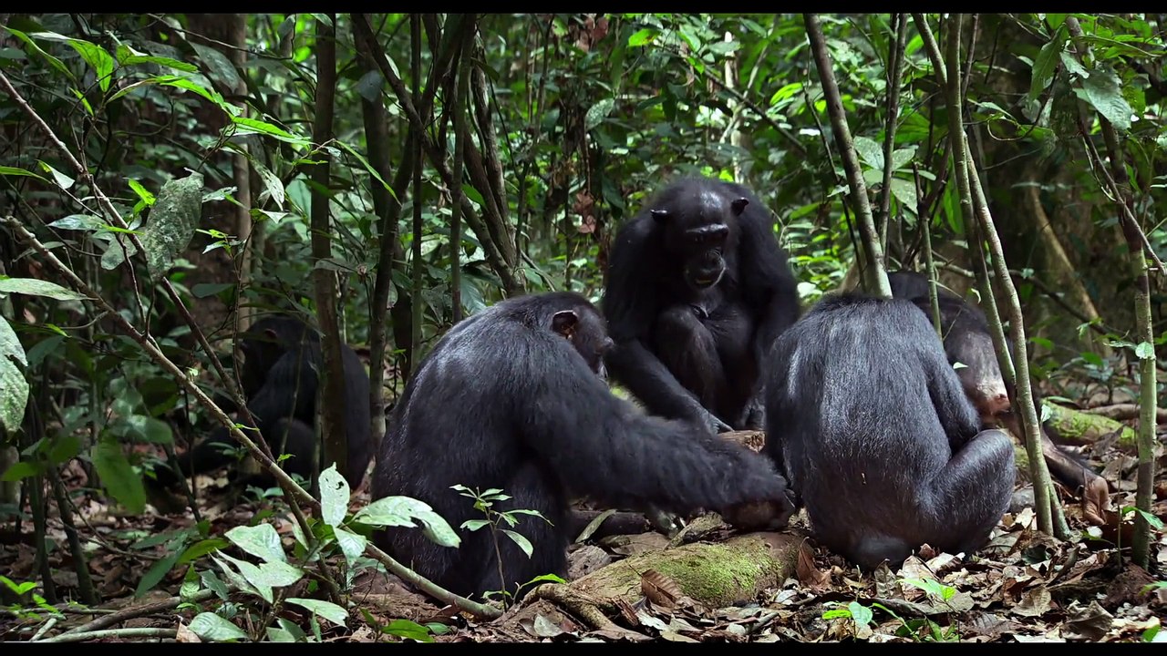 Chimpanzés - Extrait VF