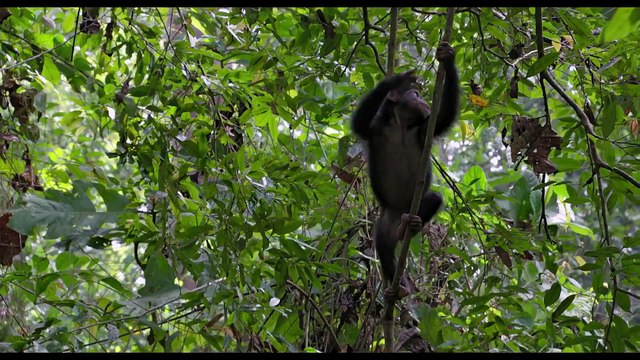 Chimpanzés - Extrait (6) VF