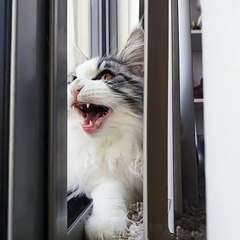 Le son le plus étrange jamais entendu dans la gueule d'un chat