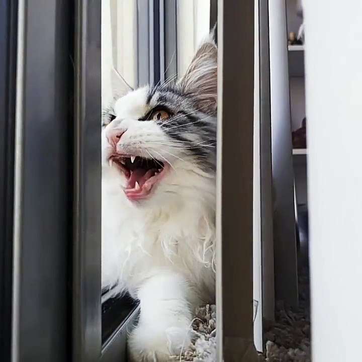 Le son le plus étrange jamais entendu dans la gueule d'un chat