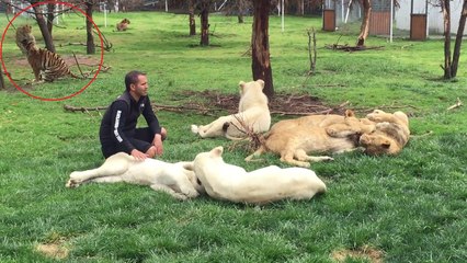 un tigre sauve un homme d'une attaque de léopard