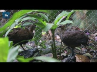 Espécie de ave em extinção é reintegrada à natureza