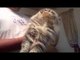 Cat Has Odd Reaction to Having His Back Scratched