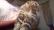 Cat Has Odd Reaction to Having His Back Scratched