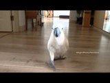 Cockatoo Plays Fetch Just Like a Dog