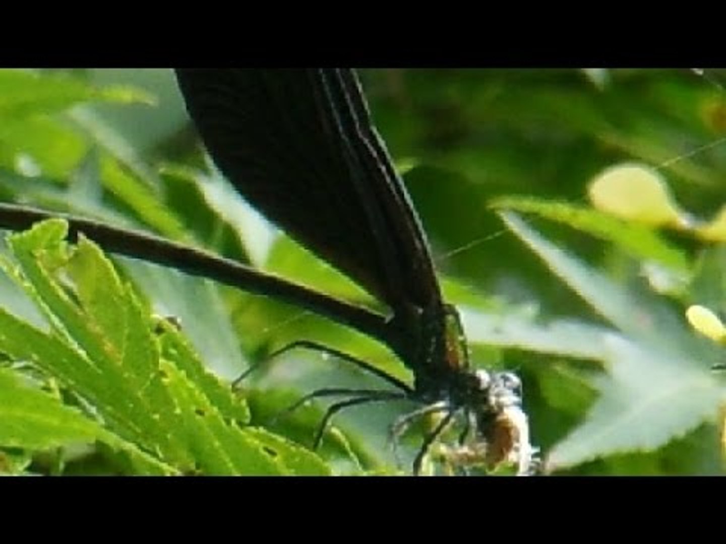 Black Dragonfly Devours Moth in Japan