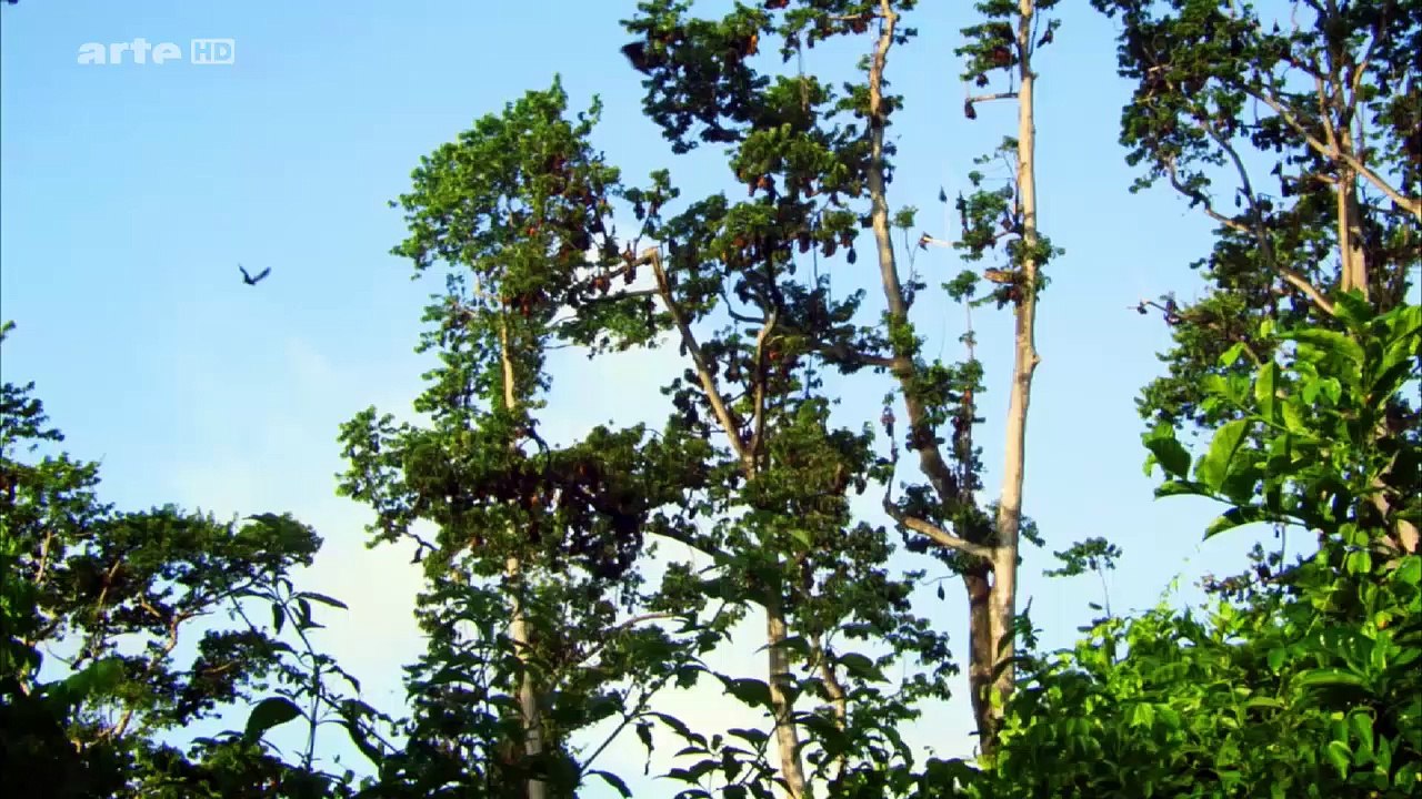 Zanzibar Îles de beautés