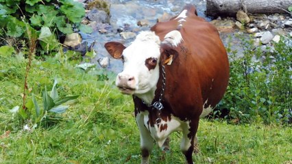 Cloches des vaches à la duche