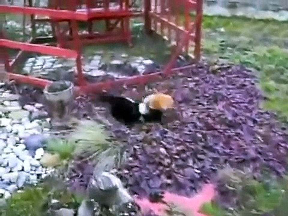 kedi kavgası ! çılgın kediler ! çılgın kedi dövüşü