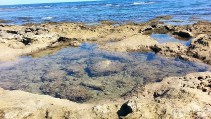 fish in natural pond