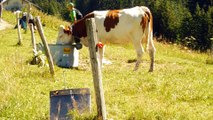 vaches aux glières 1