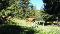 vaches 2 aux glières