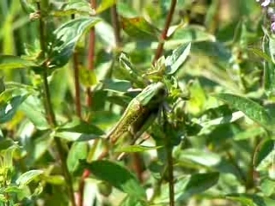 La stridulation du dectique