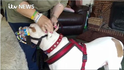 ITV News 9Aug16 - the RSPCA wants government to revise Dangerous Dogs Act