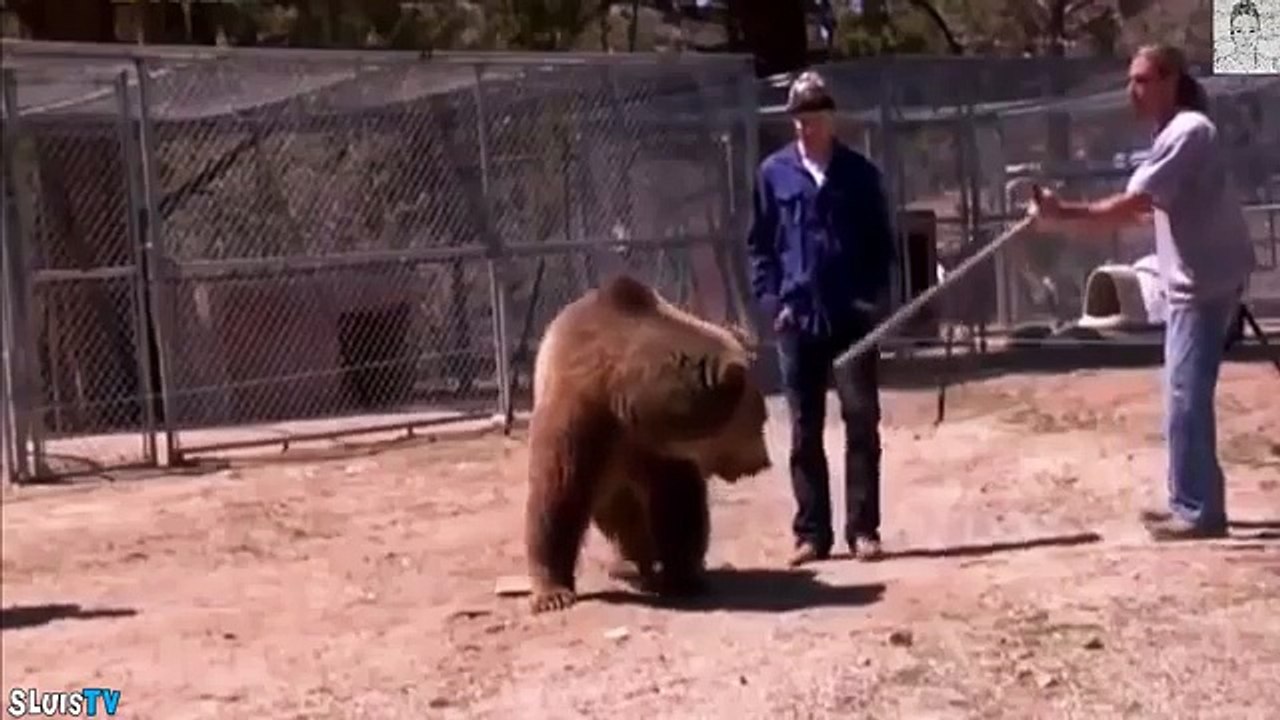 Mira la violenta reacción de este oso hacia un hombre