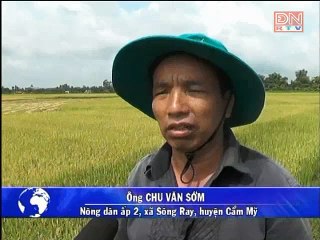 Vụ Hè thu 2016- Năng suất lúa chỉ đạt từ 5- 6 tấn-ha