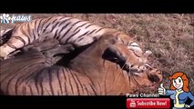 Mira la pelea a muerte entre dos tigres de bengala