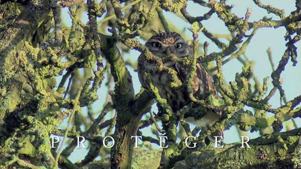 La Magie Des Haies - VF