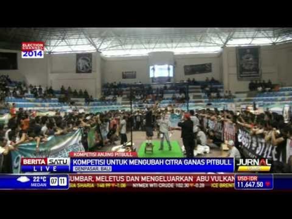 Komunitas Pencinta Anjing Pitbull Bali Gelar Kontes Ketangkasan