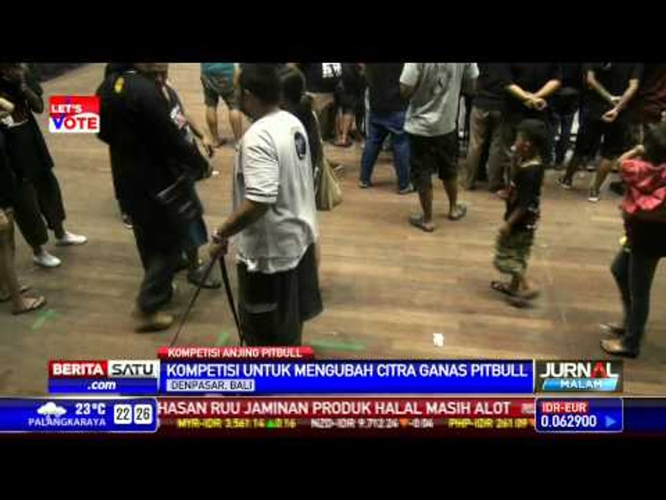 Bali Gelar Kontes Anjing Pitbull