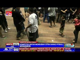 Bali Gelar Kontes Anjing Pitbull