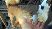 Onesti dogs
