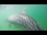 Surfer Gets Up Close to Swimming Dolphins