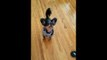Rory the Dog's Adorable Begging Looks Like Applause
