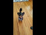 Rory the Dog's Adorable Begging Looks Like Applause