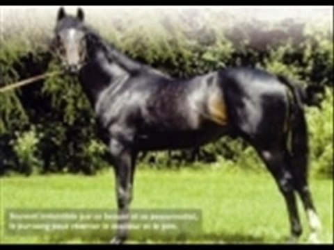 Les pur sang anglais