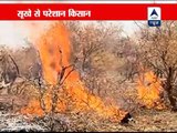 Drought-hit farmers burn their trees, upset with govt apathy