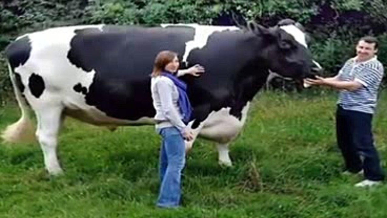 Largest Animals in World-Top Funny Videos-Top Funny Pranks-Funny Fails-ZaidAliT Videos-Viral Videos-WhatsApp Videos