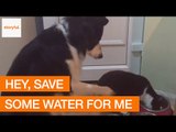 Collie Waits Impatiently for Feline Friend to Finish Up Drinking Water