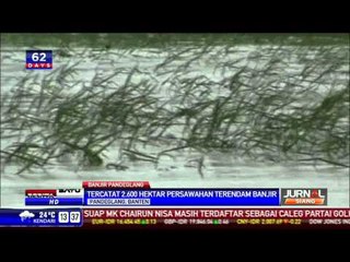 Ribuan Hektar Sawah di Pandeglang Banjir, Petani Merugi