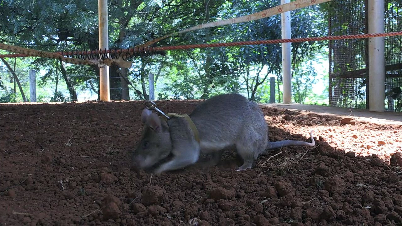 Ratten erschnüffeln Minen und Krankheiten