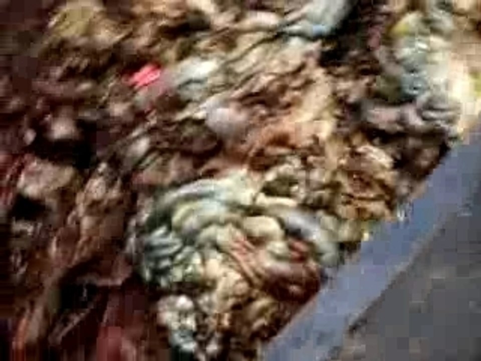 Atroce1