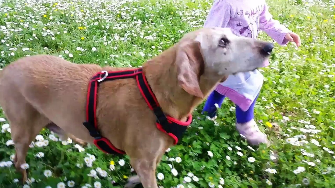 Arianna e Zucchero a  passeggio nel parco a Pia...
