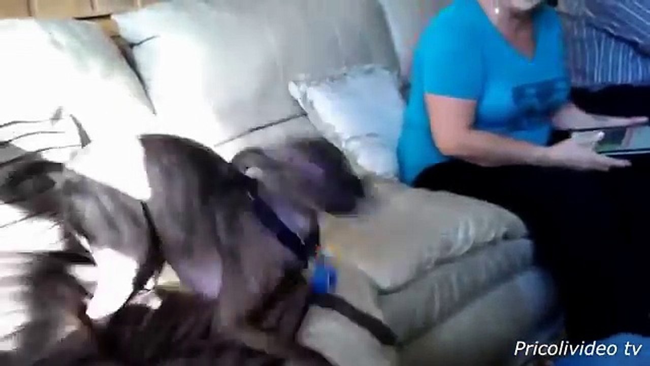 Grappige honden filmpjes.