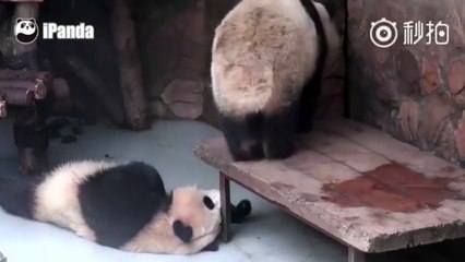 Arkadaşının Suratına Sıçan Hain Panda