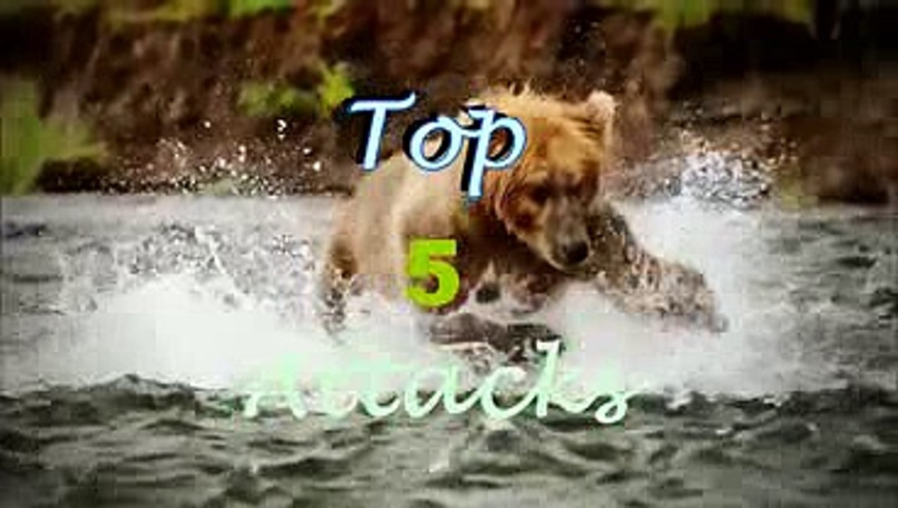 top 5 lions attack on car dont miss this video