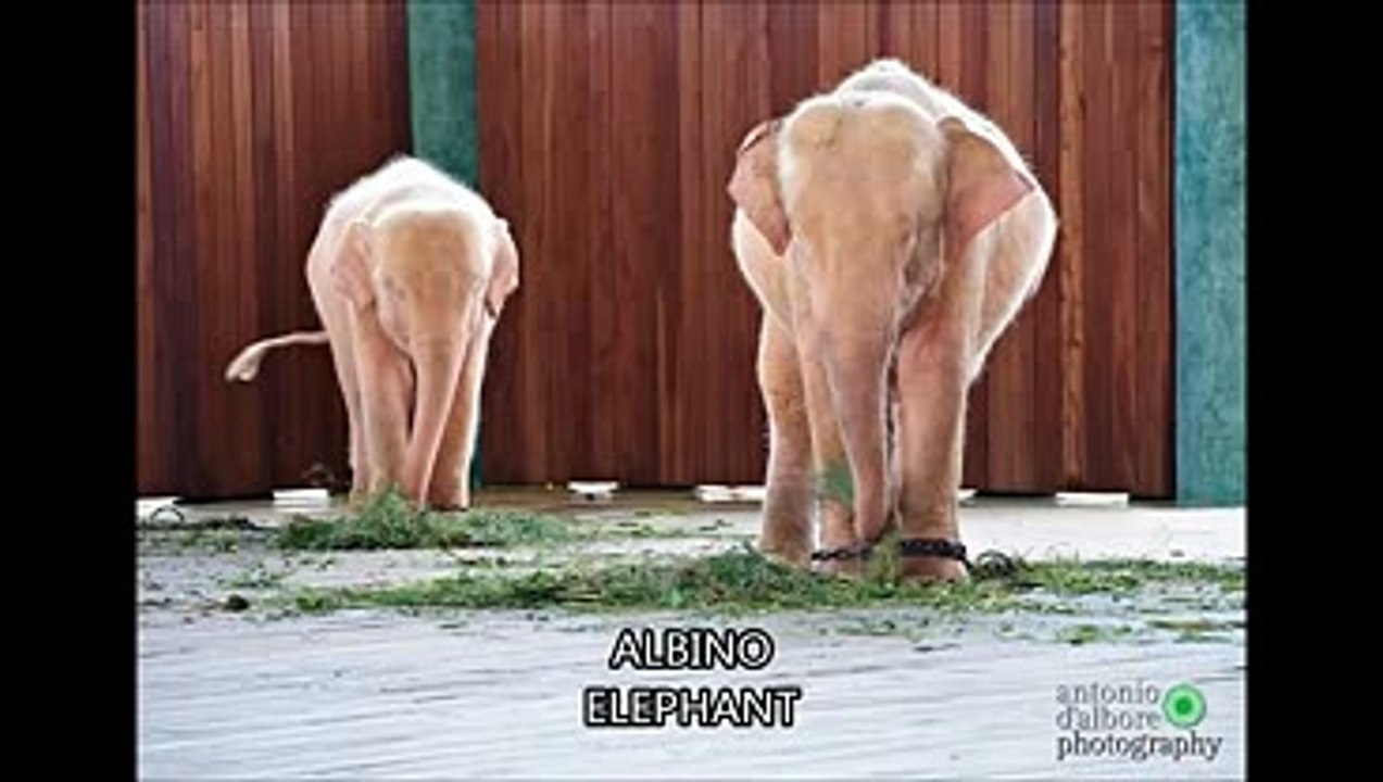 AMAZING AND RARE ALBINO ANIMALS