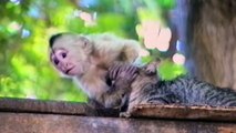 Must Watch!!!Funny Monkey Forcefully Kisses Adorable Cat