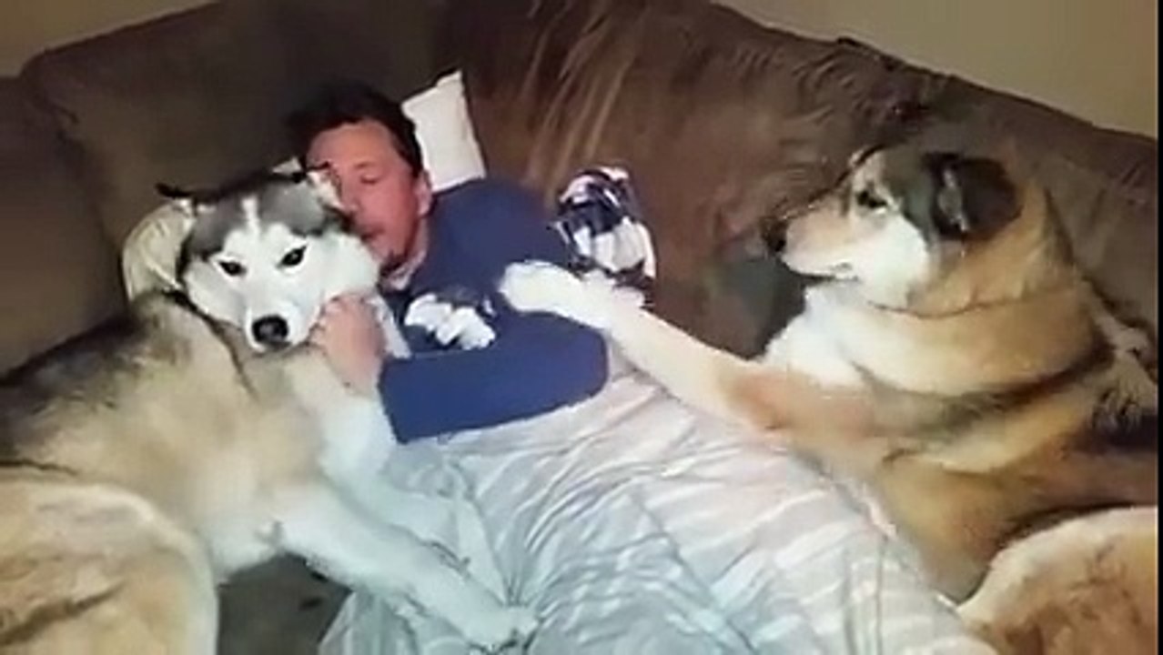 Jealous dog demands more attention